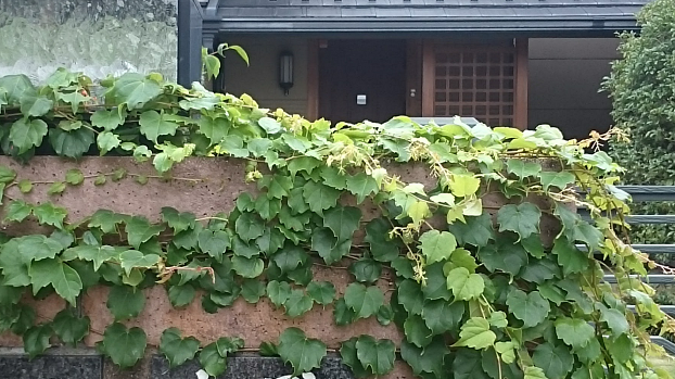 つる植物