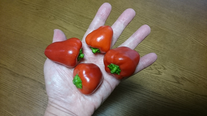 赤パプリカ