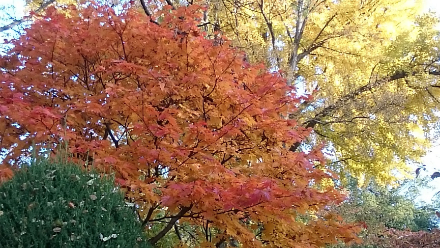 上田の紅葉