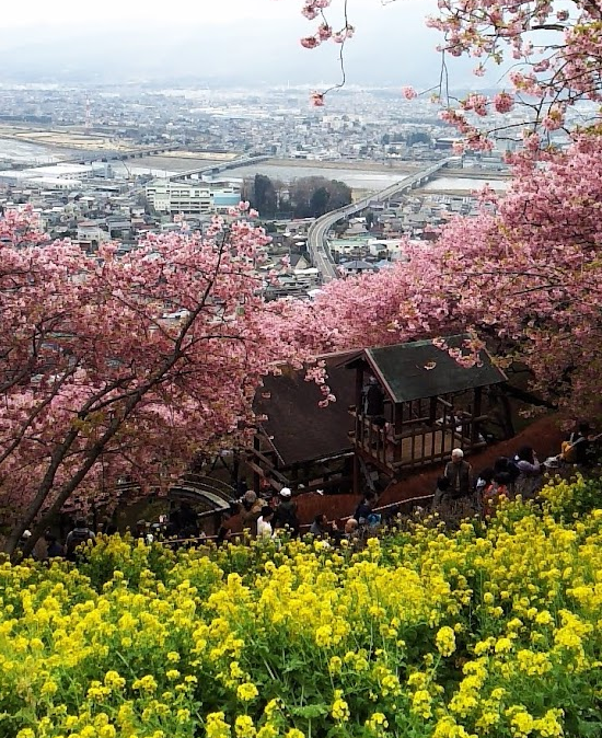 まつだ桜まつり